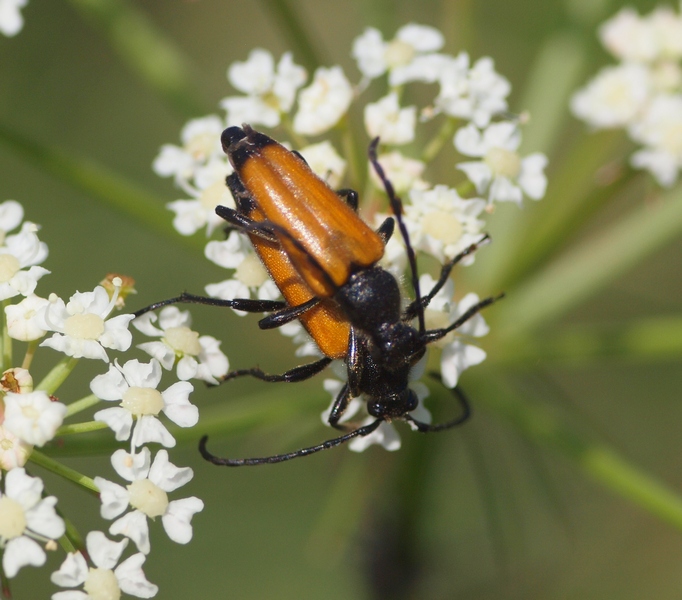 Paracorymbia fulva in accoppiamento